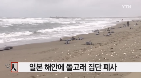 일본서 돌고래 150여 마리 집단 폐사…대지진 전조? - 아시아투데이