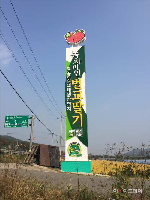 보성녹차미인 이미지