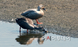 (서산)0417_천수만_흰뺨검둥오리
