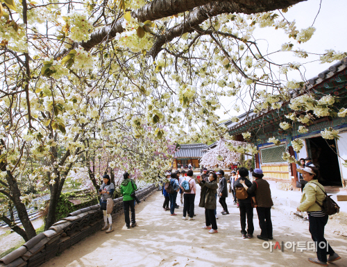 (서산)0422 개심사 왕벚꽃(1)