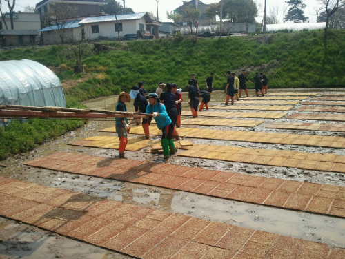 해군 2함대 장병 농촌일손돕기