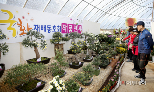천리포수목원 가을꽃전시회장 모습 (2)
