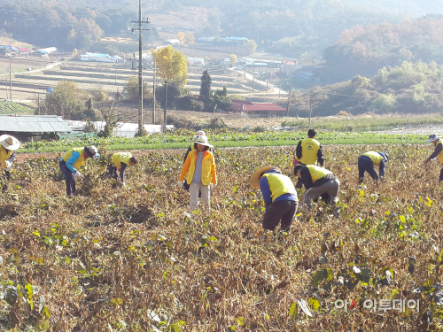 (서산)1106+농촌+일손돕기(2)