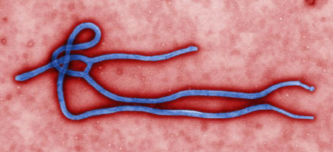 EBOLA