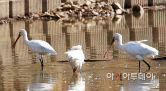 (서산)1120 천수만 노랑부리저어새(1)