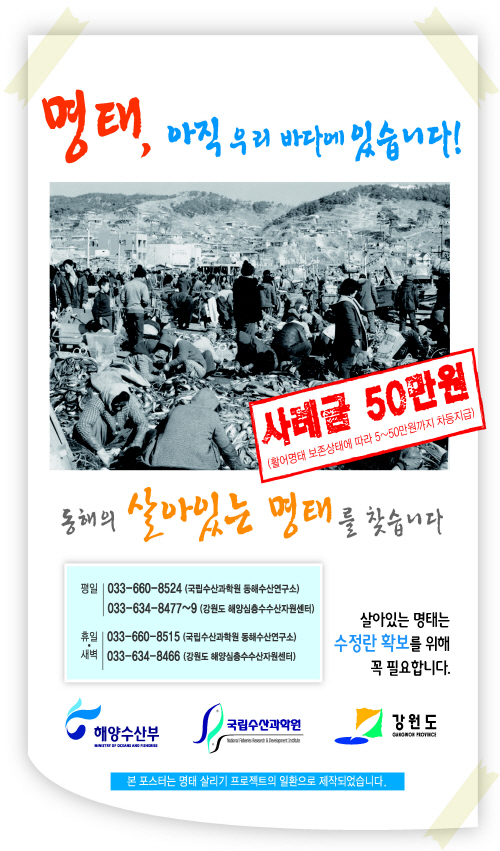 명태살리기