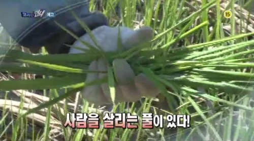줄풀, 약초계의 만병통치약 ‘어마무시한 효능’ - 아시아투데이