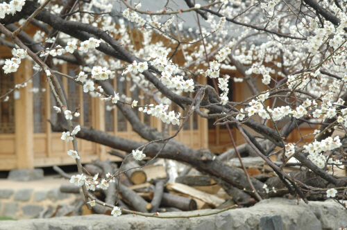 봄꽃 - 광양 매화마을