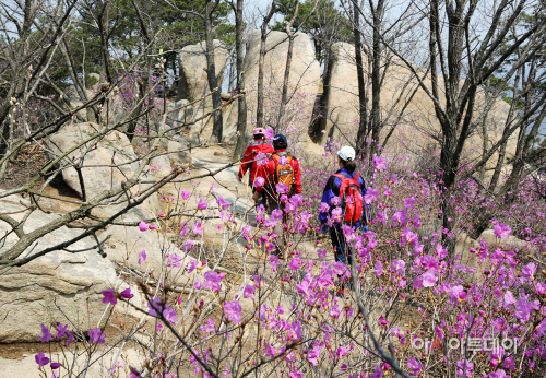 (서산)0414 팔봉산 진달래꽃(2)