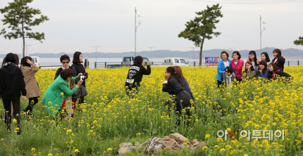 (서산)0422 간월도 유채꽃(3)