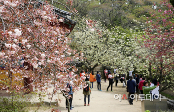 (서산)0424 개심사 벚꽃(1)