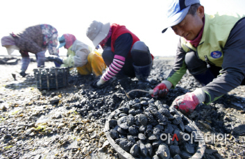 바지락 본격 생산