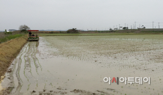 (서산)0507 모내기(2)