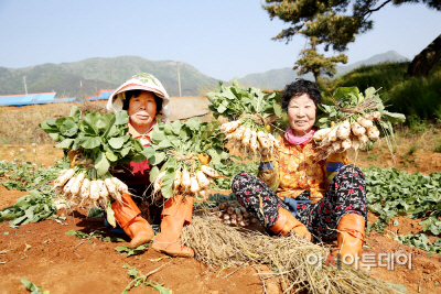 (서산)0514 서산총각무(1)