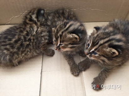 (서산)0526 천수만 삵새끼(1)