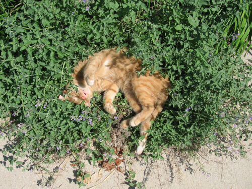 Cat_sleeping_in_catmint-16July2007