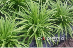 삼채(잎)
