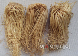삼채(뿌리)