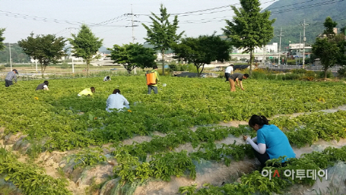 창원시의창구 동읍, 사랑나눔 텃밭  감자재배에 구슬땀