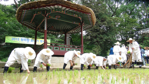 청의정모내기1