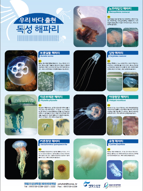 우리 바다 출현 독성 해파리