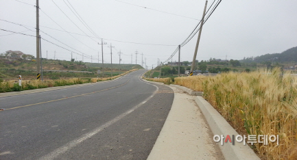 (서산)0610 팔봉면 도로 보리(2)