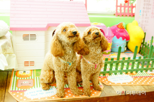 금강애견훈련학교 호텔1