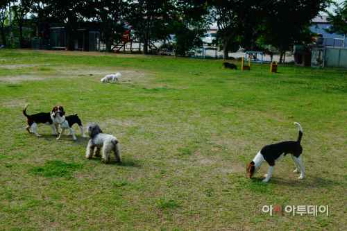 금강애견훈련학교 잔디