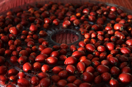 Drying_of_Rose_hips_for_tea_(8)