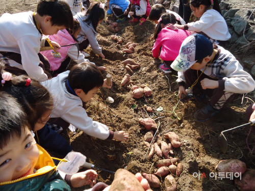 마산합포구예곡동 고구마캐기