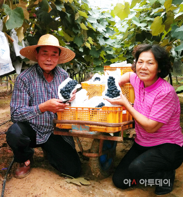 아산 탕정포도2