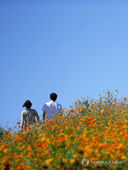 올림픽공원 내 들꽃마루 황화 코스모스 밭