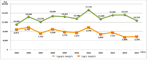 가을배추