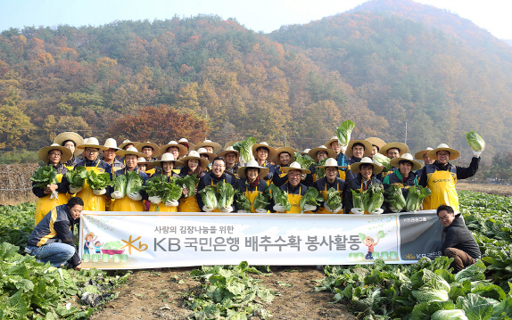 배추수확 봉사활동01