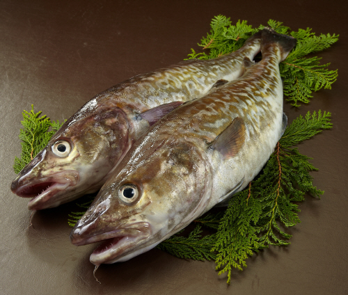 대구 참고사진1