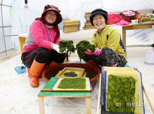 (서산)0115감태수확