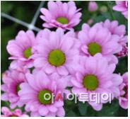 허니핑크
