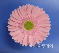 핑크펄