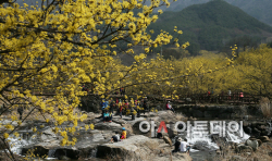 구례 산수유꽃축제