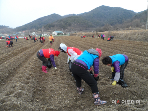 0302 사랑나눔 감자파종 (1)