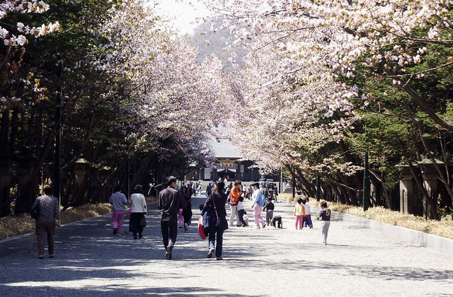 홋카이도신궁 벚꽃나무