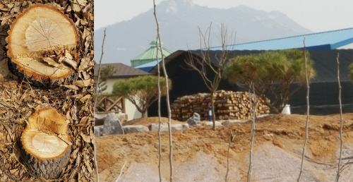 양주시 광적생활공원 산책로 주변에서 베어져나간 수십년생 참