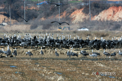 (서산)0318 흑두루미