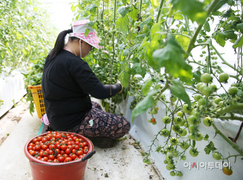 (서산)0401 서산방울토마토 일본 수출