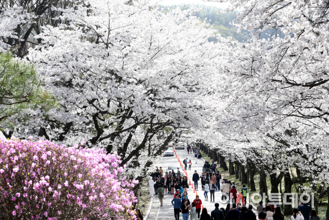 사본 -160412 작년 용인에버벚꽃축제4-1
