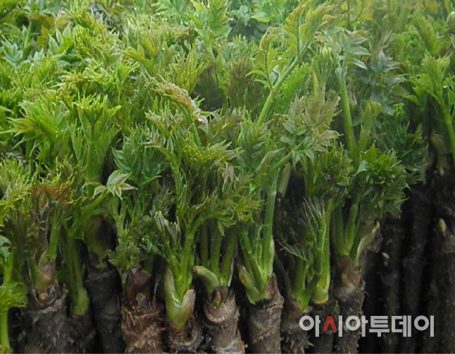 두릅1