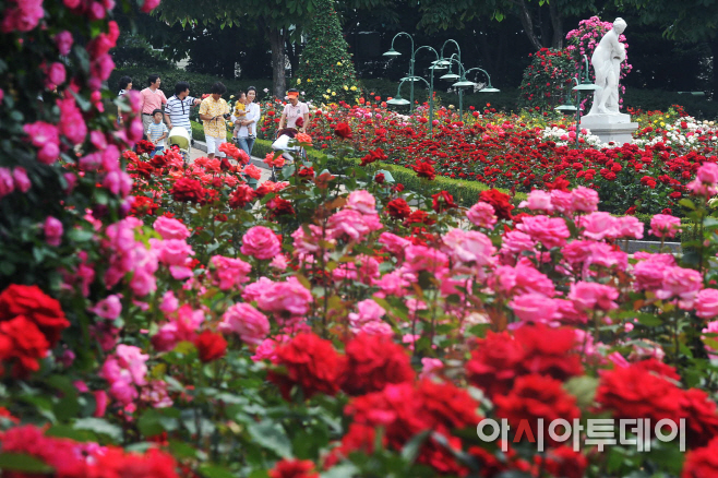 사본 -에버랜드 장미원 (1)