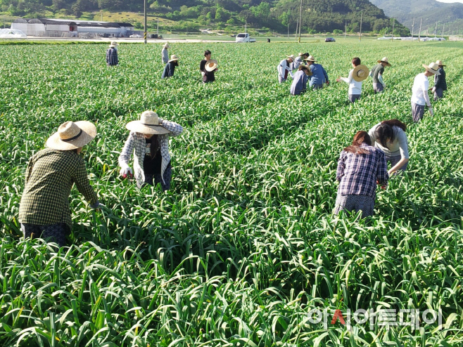 지난 4일 부경대 학생들이 부족한 농촌일손을 돕고 있다