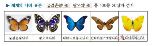 세계의 나비 특별체험전