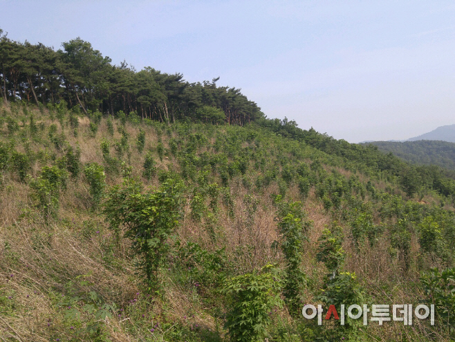 (서산)0601 음나무 재배단지 전경